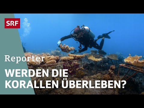 Der Korallengärtner – Rettungsversuch für ein Riff | Reporter | SRF