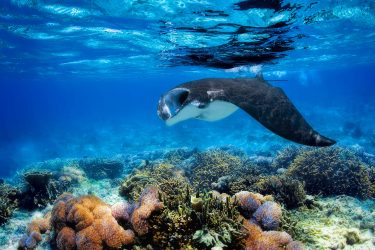 Manta Rochen Furaveri Maldives © Furaveri Maldives