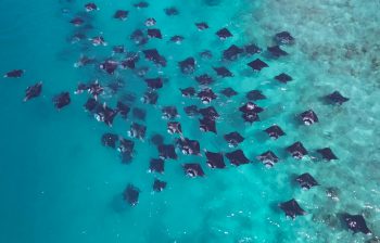 Manta-Schwarm im Furaveri Maldives