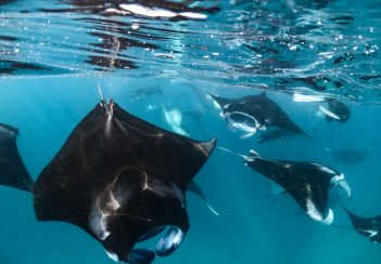 Mantas vor Furaveri Maldives